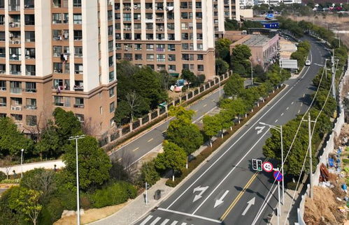 10條精品街道綠化工程全面上新，城市面貌煥然一新